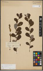 Foto von Salix aurita L.